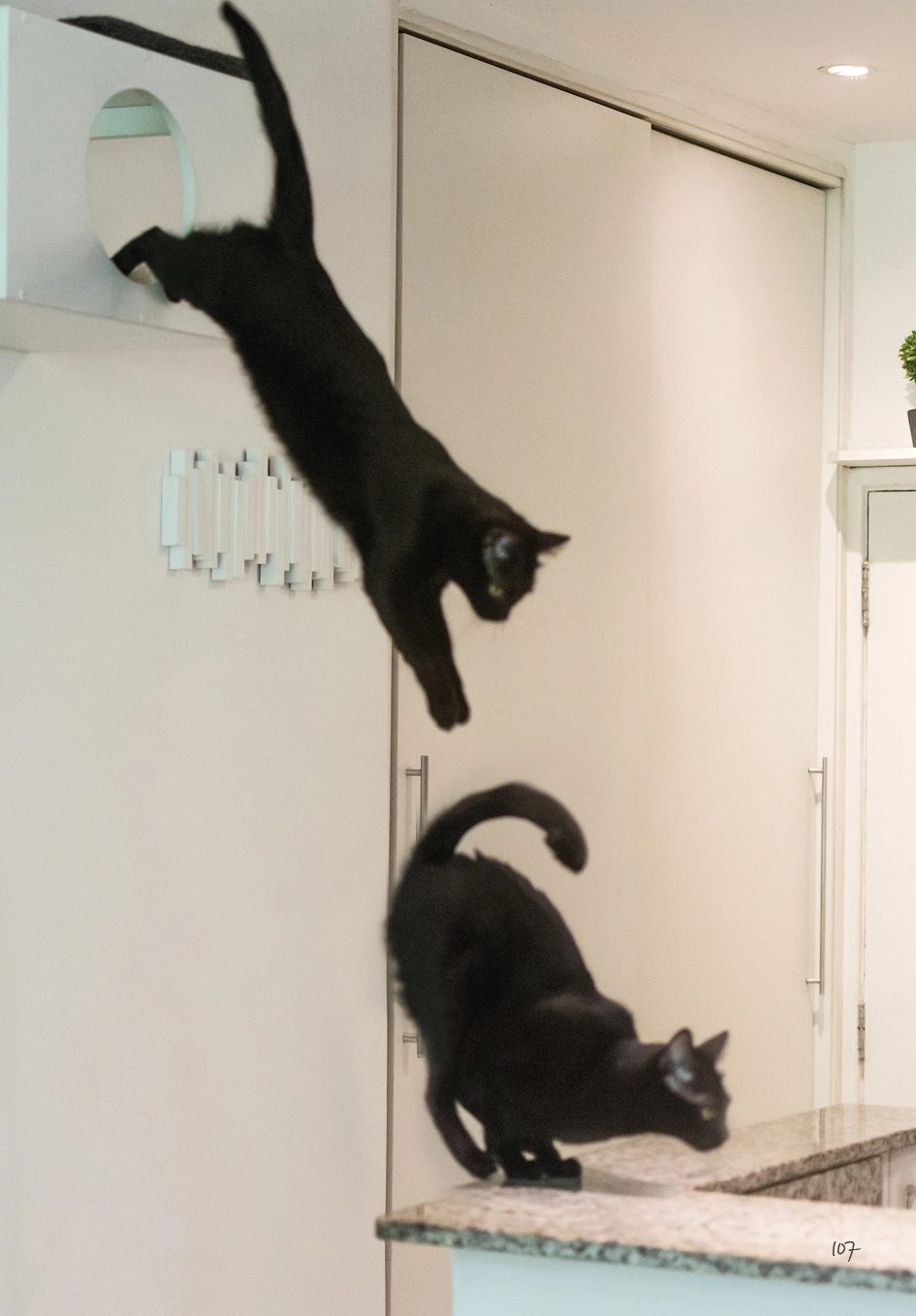 Gato Preto dá Sorte ok109