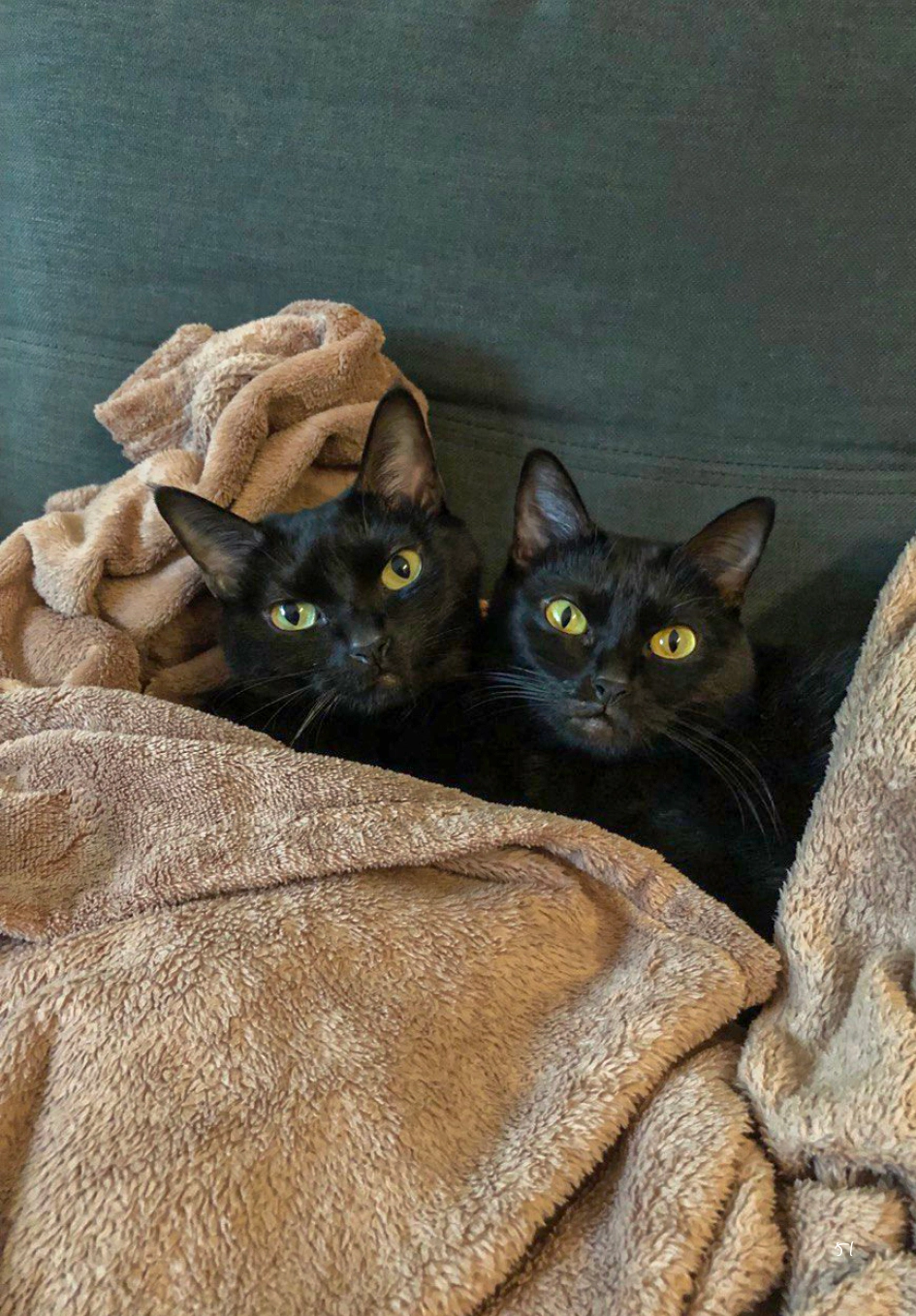 Gato Preto dá Sorte ok53